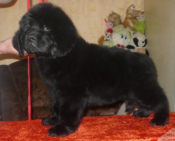 Фото: ньюфаундленд YEnergiya Okeana (Энергия Океана)