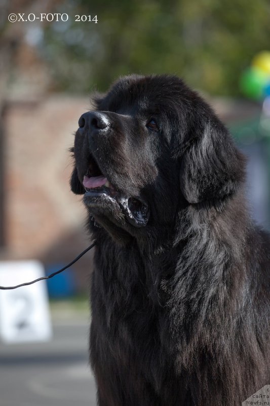 Фото: ньюфаундленд Kiper Soul Layon Hyeert (Кипер Соул Лайон Хэерт)