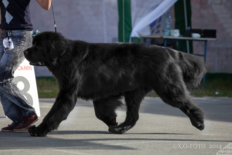 Фото: ньюфаундленд Kiper Soul Layon Hyeert (Кипер Соул Лайон Хэерт)