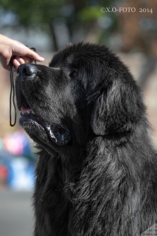 Фото: ньюфаундленд Kiper Soul Layon Hyeert (Кипер Соул Лайон Хэерт)
