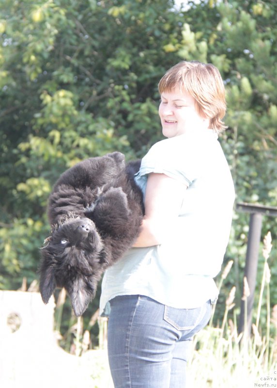 Фото: ньюфаундленд Aquatoriya Kelvin Franshize (Акватория Келвин Франшиза)