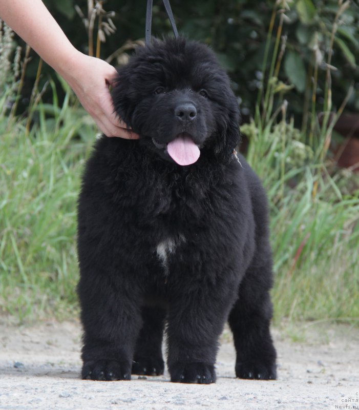 Фото: ньюфаундленд Akvatoriya Kelvin YAvnoe CHudo (Акватория Келвин Явное Чудо)