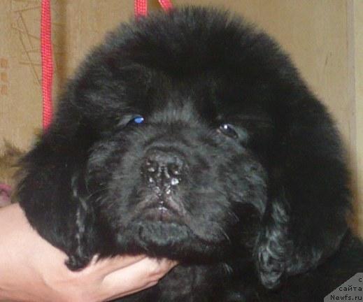 Фото: ньюфаундленд YEnergiya Okeana (Энергия Океана)