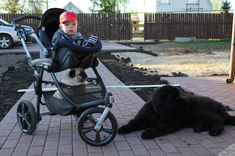 Фото: ньюфаундленд N'yu-Pom-SHir Arktur Svart B'orn (Нью-Пом-Шир Арктур Сварт Бьорн)