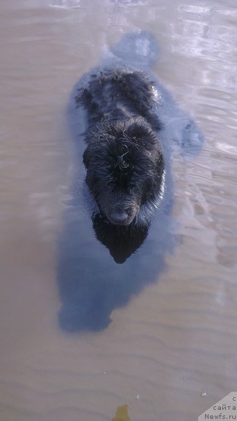Фото: ньюфаундленд CHernyiy SHarm Boston (Черный Шарм Бостон)