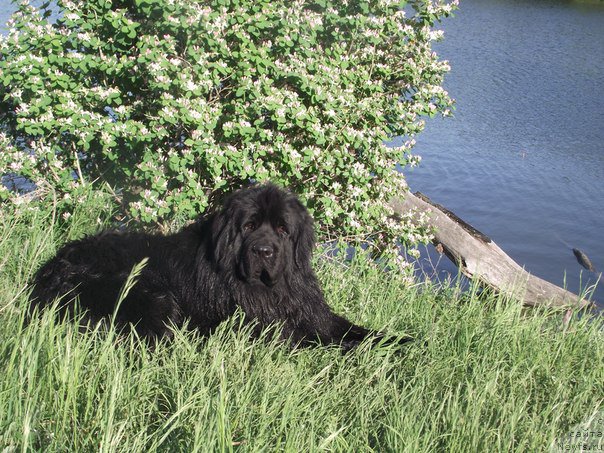 Фото: ньюфаундленд CHernyiy SHarm Boston (Черный Шарм Бостон)