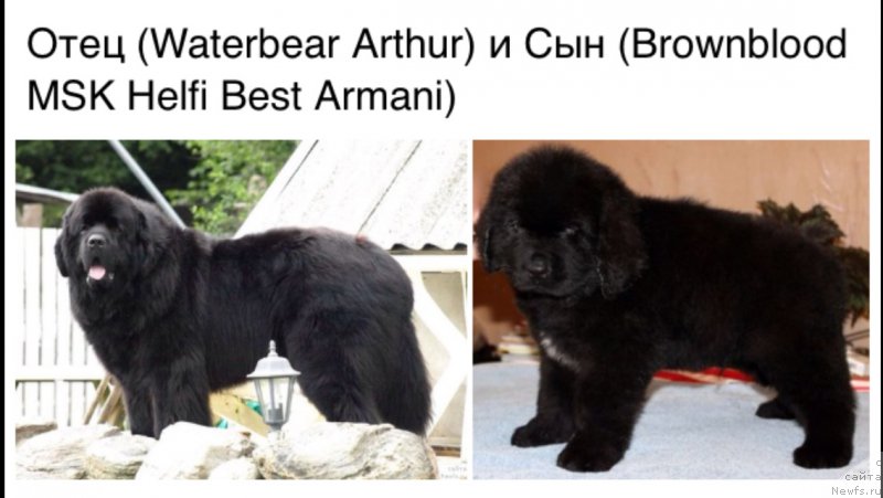 Фото: ньюфаундленд Waterbear Arthur, ньюфаундленд Brownblood MSK Helfi Best Armani (Браунблад МСК Хелфи Бэст Армани)