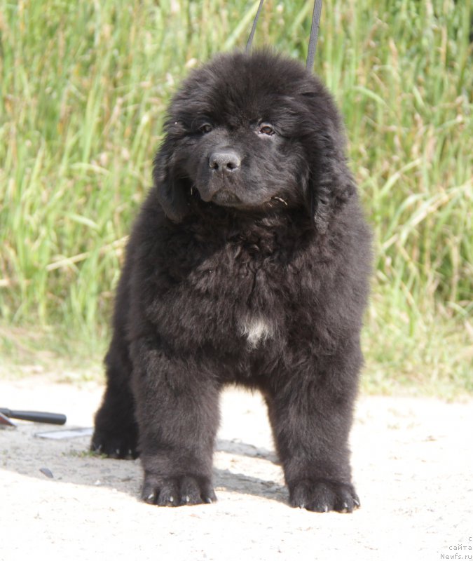 Фото: ньюфаундленд Akvatoriya Kelvin YAhtsmen (Акватория Келвин Яхтсмен)