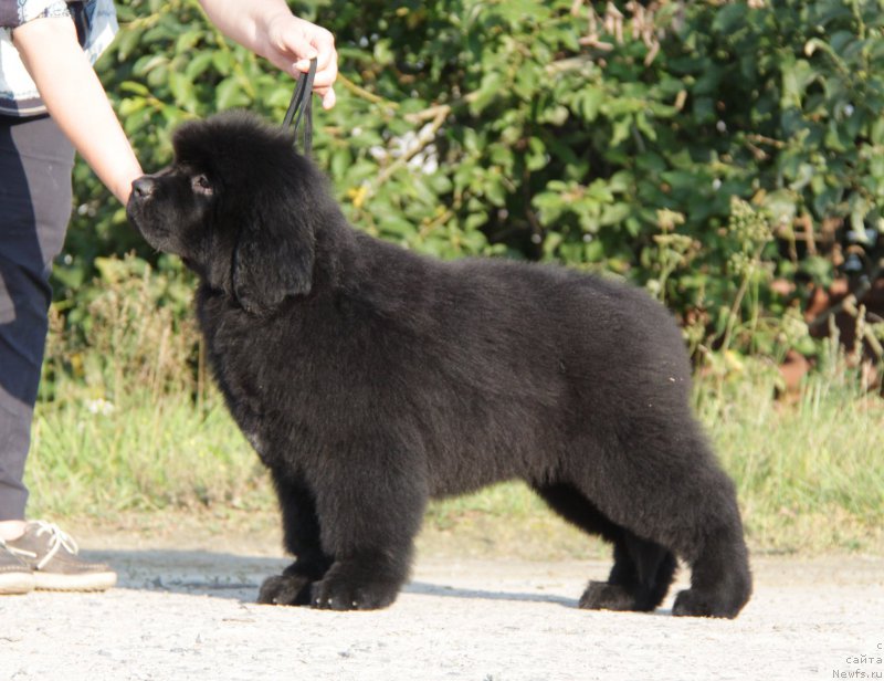 Фото: ньюфаундленд Aquatoriya Kelvin Yuse of Magic Spirit (Акватория Келвин Юз оф Мэджик Спирит)