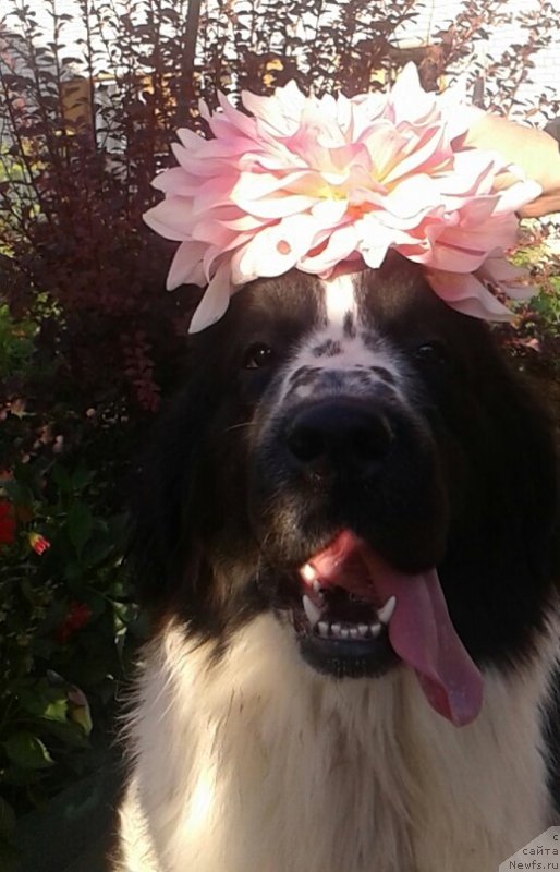 Фотография № 162693