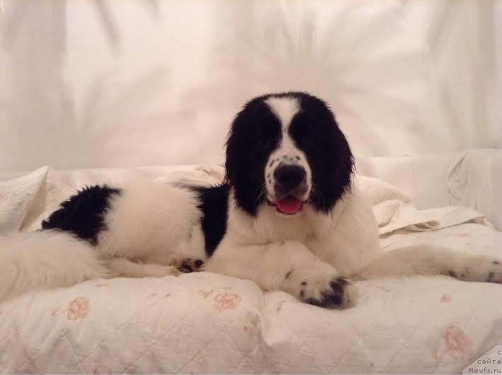 Фотография № 162695