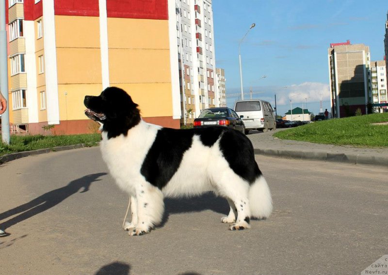 Фото: ньюфаундленд Flyufi Avalanch Panaceya (Флюфи Аваланч Панацея)