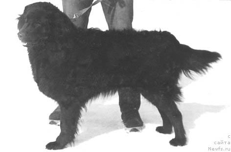 Фото: ньюфаундленд Renna Finchli (Ренна Финчли)