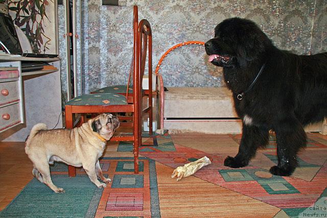 Фото: ньюфаундленд Potap Fidel' (Потап Фидель)