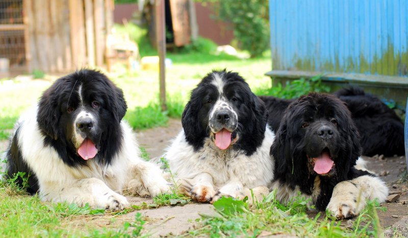 Фотография № 162704