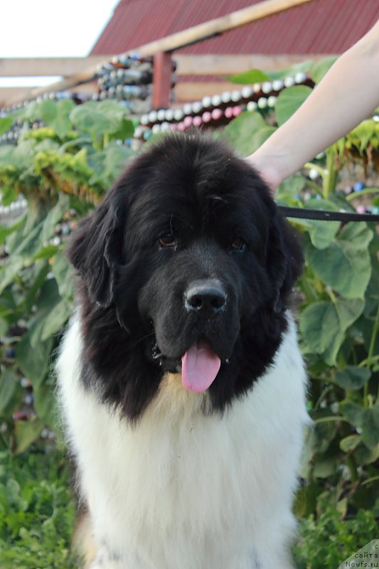 Фотография № 162711