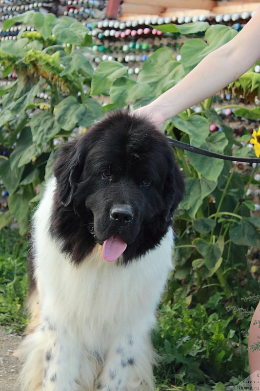 Фотография № 162713