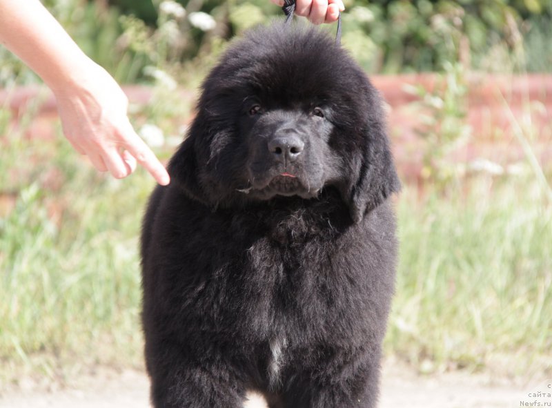 Фото: ньюфаундленд Aquatoriya Kelvin Yurals Great (Акватория Келвин Юралз Грэйт)