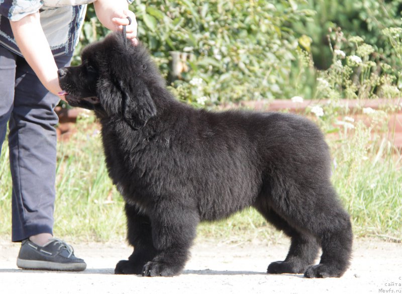Фото: ньюфаундленд Aquatoriya Kelvin Yurals Great (Акватория Келвин Юралз Грэйт)