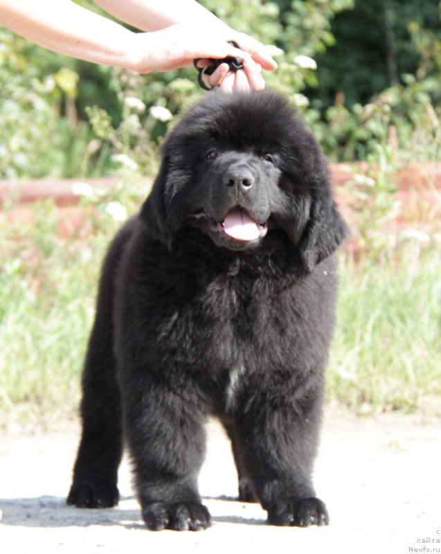 Фото: ньюфаундленд Aquatoriya Kelvin Yurals Great (Акватория Келвин Юралз Грэйт)