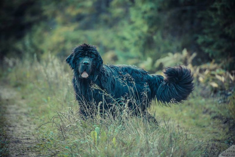 Фото: ньюфаундленд Mississippi-Missouri Such a Great Boy