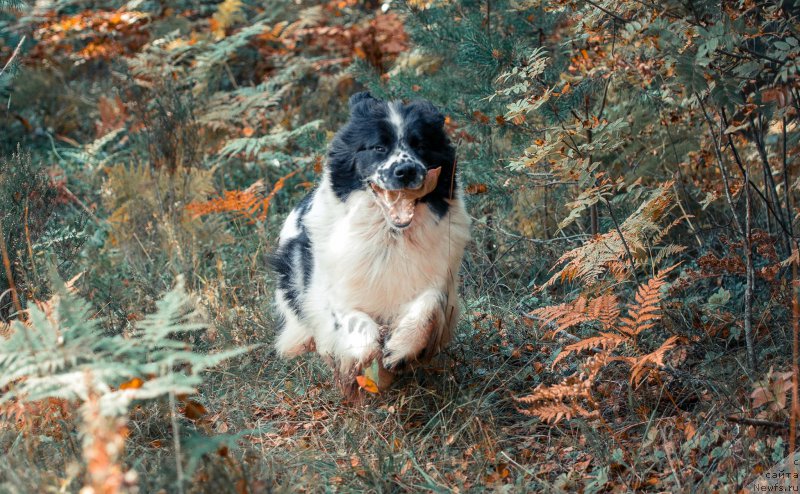 Фото: ньюфаундленд Fluffy Avalanche Satisfaction of My Ambitions (Флюфи Аваланч Сатисфастион оф Май Амбитионс)