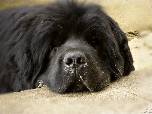Фото: ньюфаундленд Ygan s Toyanova Gorodka (Юган с Тоянова Городка)