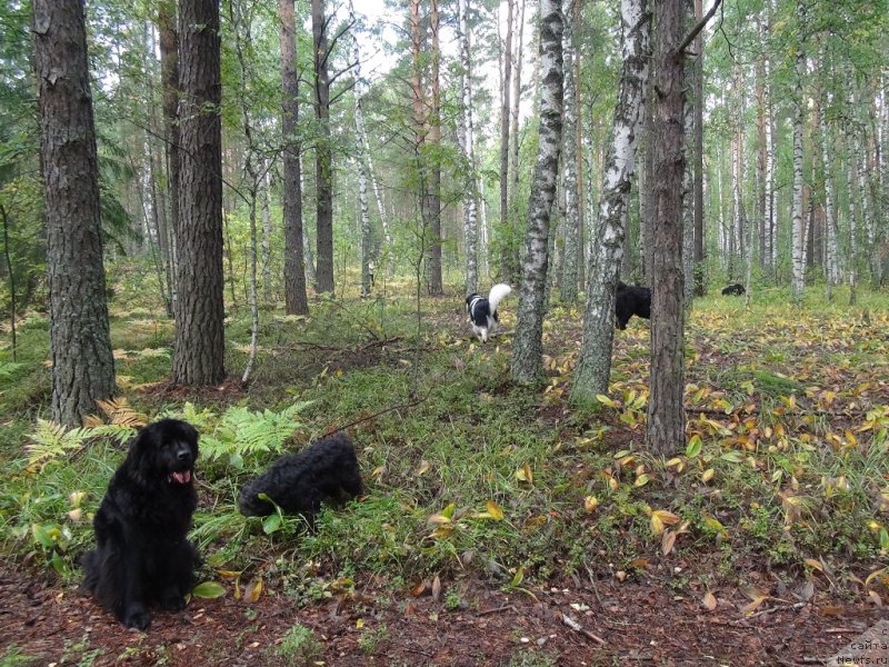 Фотография № 162736