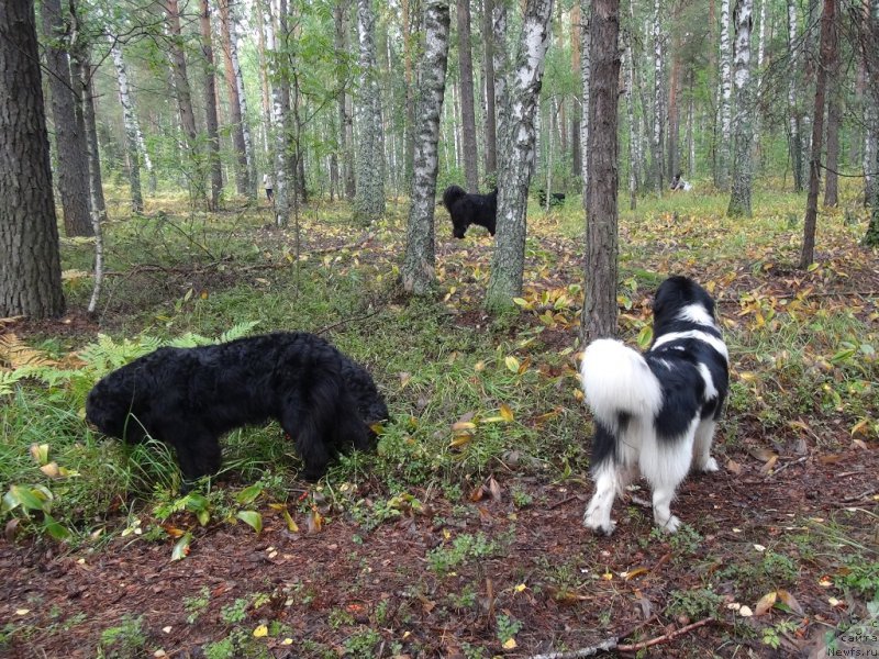 Фотография № 162737