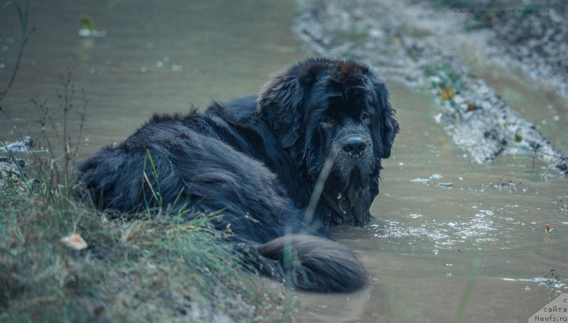 Фотография № 162739