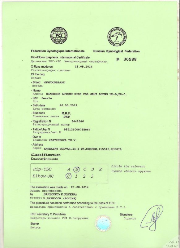 Фото: ньюфаундленд Seabrooks Autumn Kiss for Sent Djons