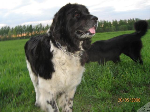 Фото: ньюфаундленд YUnona (Юнона)