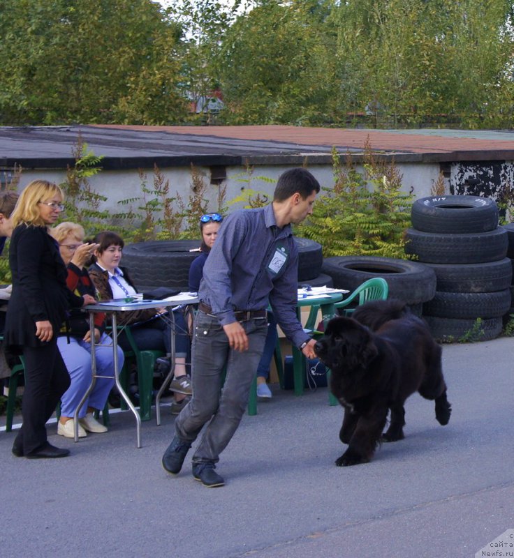 Фото: ньюфаундленд Smigar Love Story (Смигар Лав Стори), Aleksandr Korotkov (Александр Коротков)