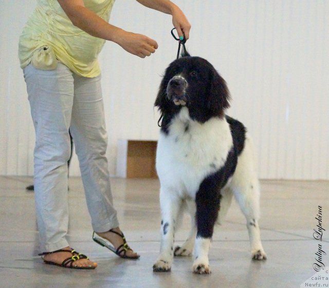 Фото: ньюфаундленд Sent Djons Intriga (Сент Джонс Интрига)