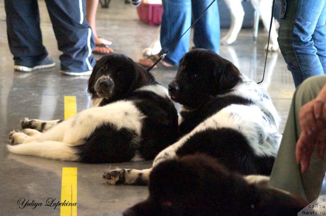 Фото: ньюфаундленд Sent Djons Donna Summer (Сент Джонс Донна Саммер), ньюфаундленд Sent Djons Intriga (Сент Джонс Интрига)