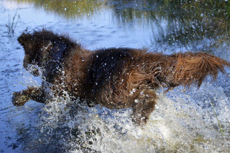 Фото: ньюфаундленд I Follow The Sun de L'Etoile de Cyrice