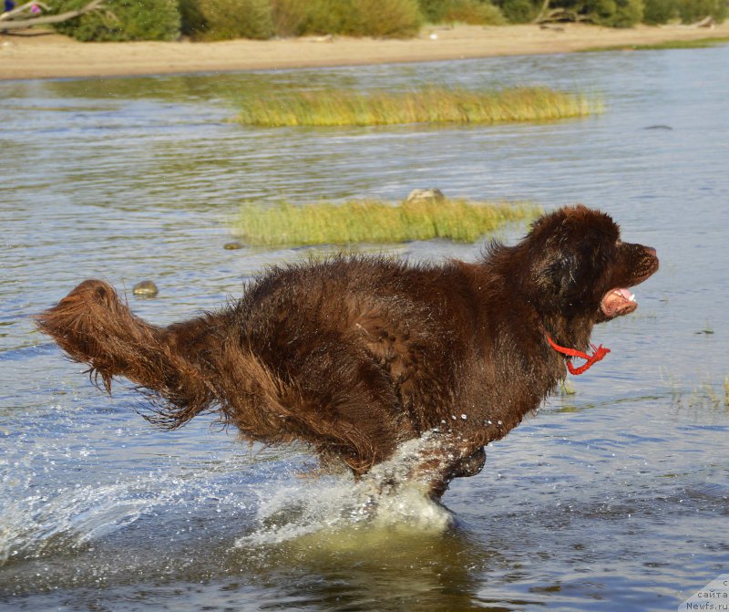 Фото: ньюфаундленд I Follow The Sun de L'Etoile de Cyrice
