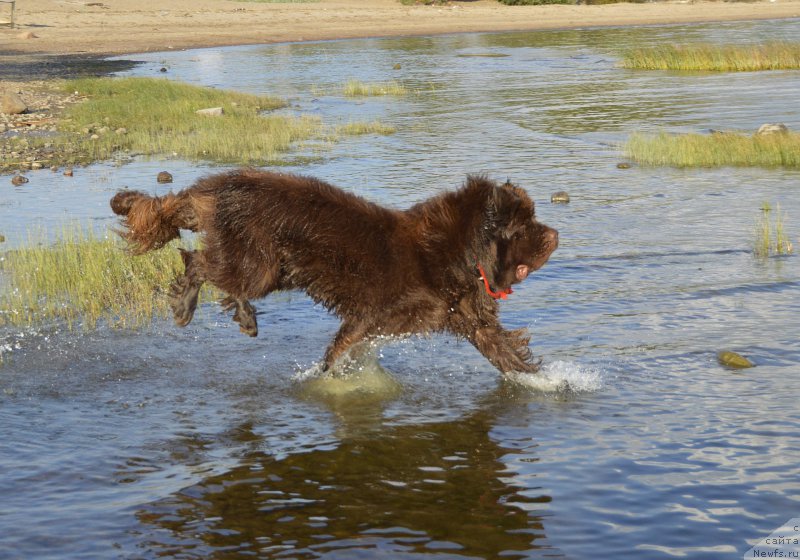 Фото: ньюфаундленд I Follow The Sun de L'Etoile de Cyrice