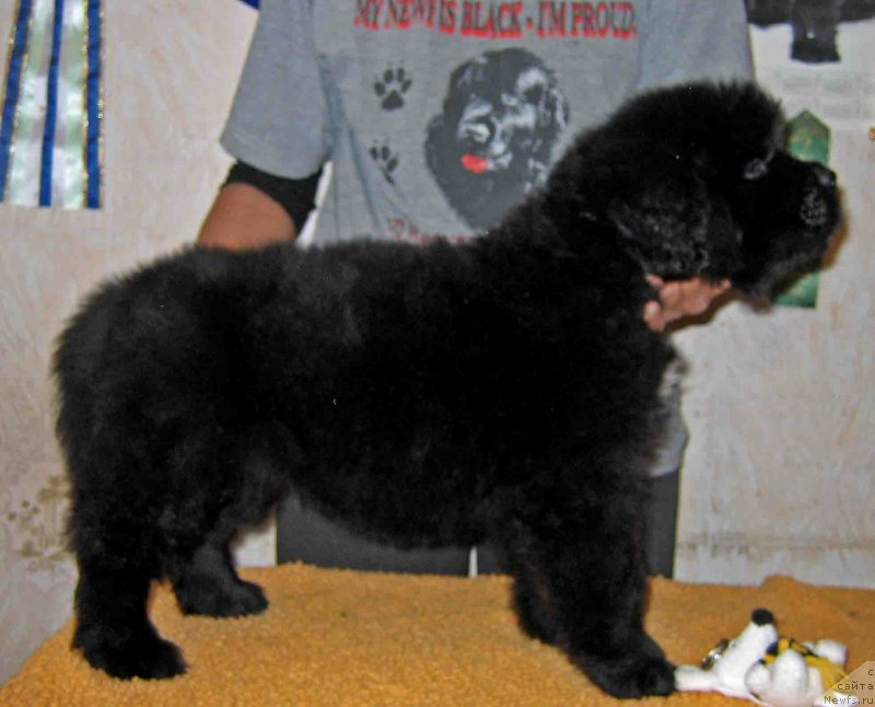 Фото: ньюфаундленд Forvard iz Plemeni Kedra (Форвард из Племени Кедра)