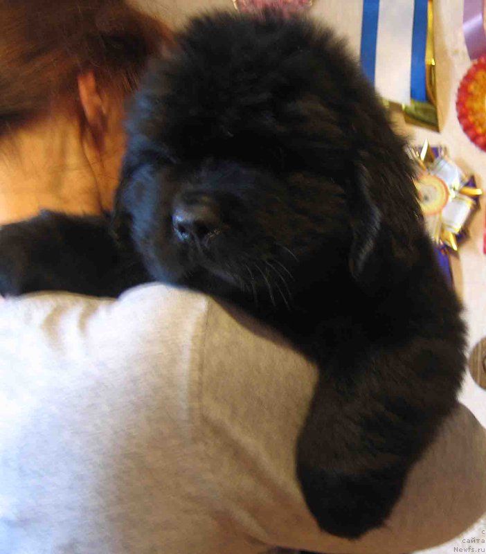 Фото: ньюфаундленд Forvard iz Plemeni Kedra (Форвард из Племени Кедра)