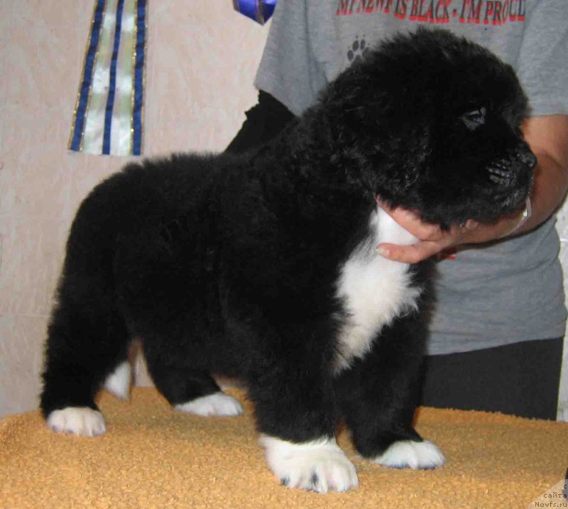 Фото: ньюфаундленд Fandorin iz Plemeni Kedra (Фандорин из Племени Кедра)