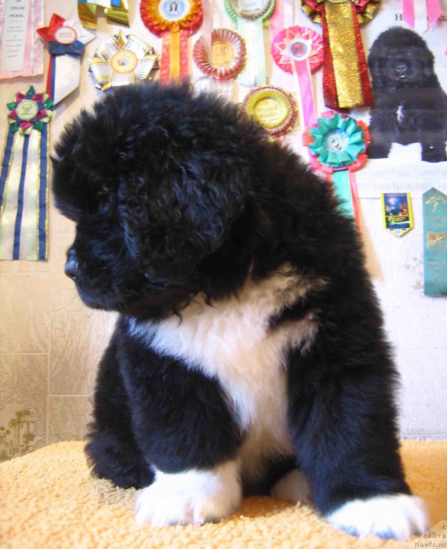 Фото: ньюфаундленд Fandorin iz Plemeni Kedra (Фандорин из Племени Кедра)