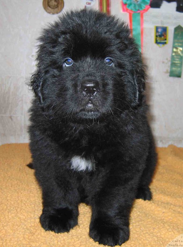 Фото: ньюфаундленд Faina iz Plemeni Kedra (Фаина из Племени Кедра)