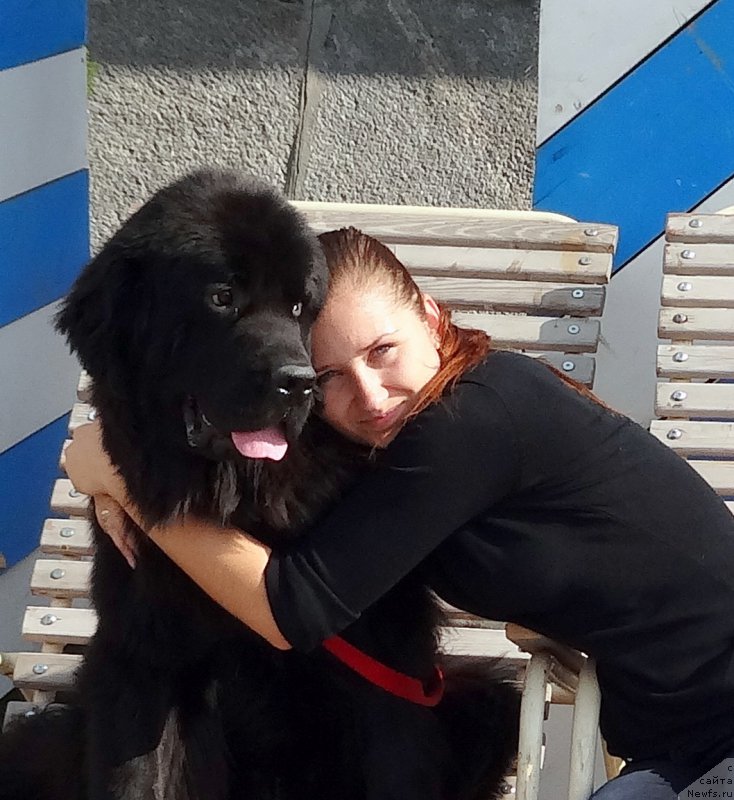 Фото: ньюфаундленд Chernyj Chank s Berega Dona (Черный Чанк с Берега Дона)