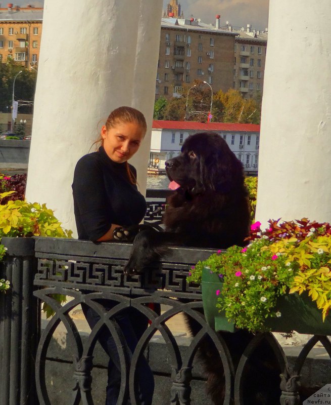Фото: ньюфаундленд Chernyj Chank s Berega Dona (Черный Чанк с Берега Дона)