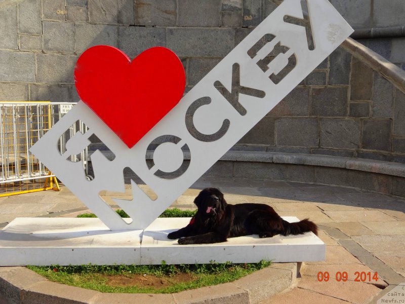 Фото: ньюфаундленд Chernyj Chank s Berega Dona (Черный Чанк с Берега Дона)