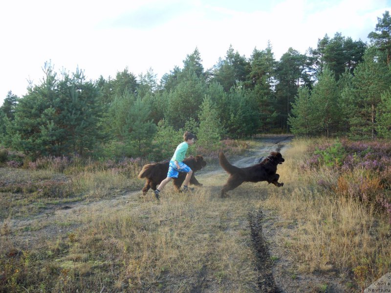 Фото: ньюфаундленд Aquatoriya Kelvin Heather Honey (Акватория Келвин Хизер Хани), ньюфаундленд Fann'yuf Aurika Abissiniya (Фанньюф Аурика Абиссиния)