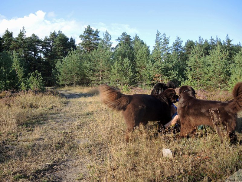 Фото: ньюфаундленд Aquatoriya Kelvin Heather Honey (Акватория Келвин Хизер Хани), ньюфаундленд Fann'yuf Aurika Abissiniya (Фанньюф Аурика Абиссиния), ньюфаундленд Dar Svezy Unessa Korona Australis (Дар Свезы Юнесса Корона Аустралис)