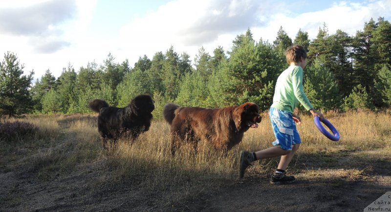 Фото: ньюфаундленд Dar Svezy Unessa Korona Australis (Дар Свезы Юнесса Корона Аустралис), ньюфаундленд Aquatoriya Kelvin Heather Honey (Акватория Келвин Хизер Хани)