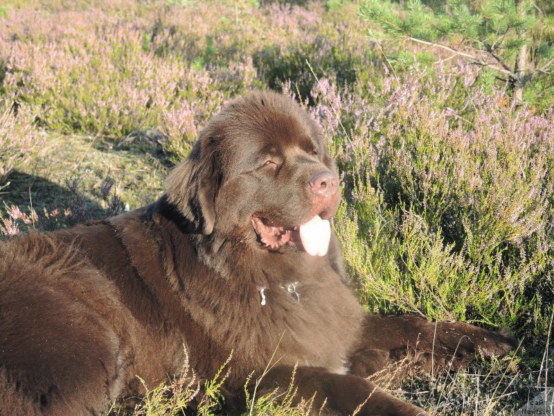 Фото: ньюфаундленд Aquatoriya Kelvin Heather Honey (Акватория Келвин Хизер Хани)